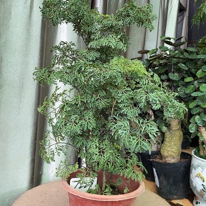 不开花植物45555566699