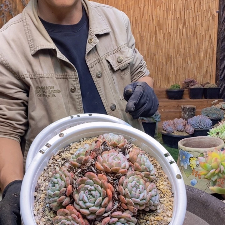 小***南179号雪爪多肉植物