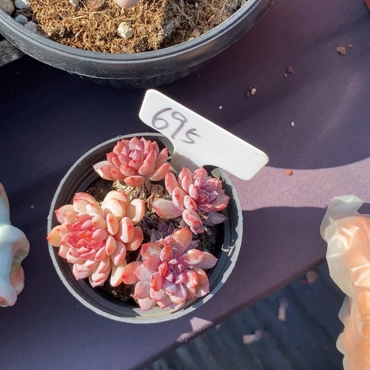 695鲁冰肉肉肉肉肉肉