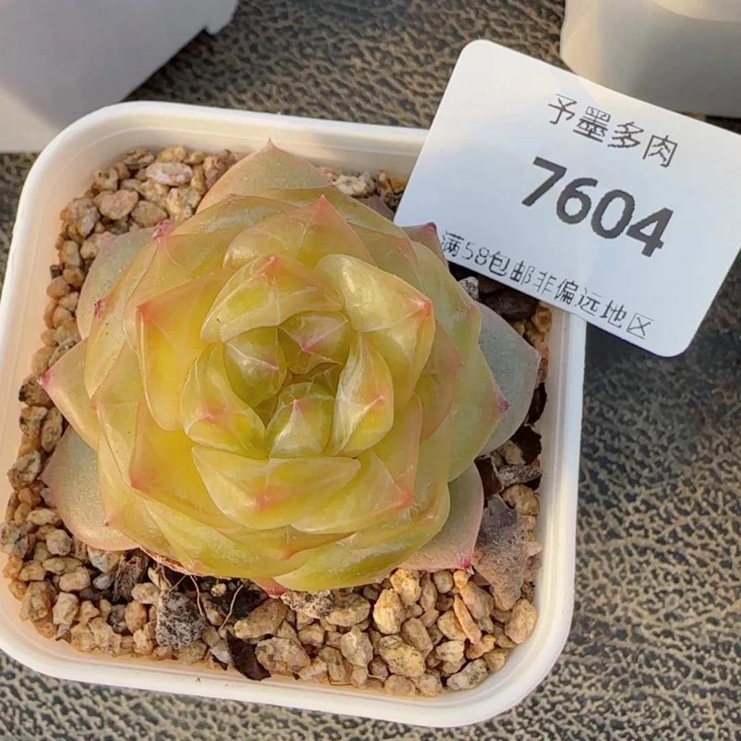 孤品珍妮，7604多肉植物