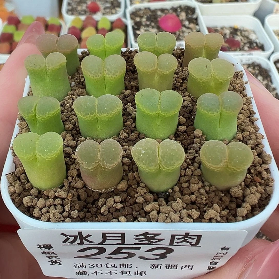 253粉樱1453.9裸根发货