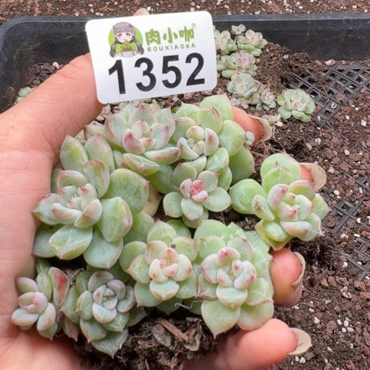 多肉植物多肉植物