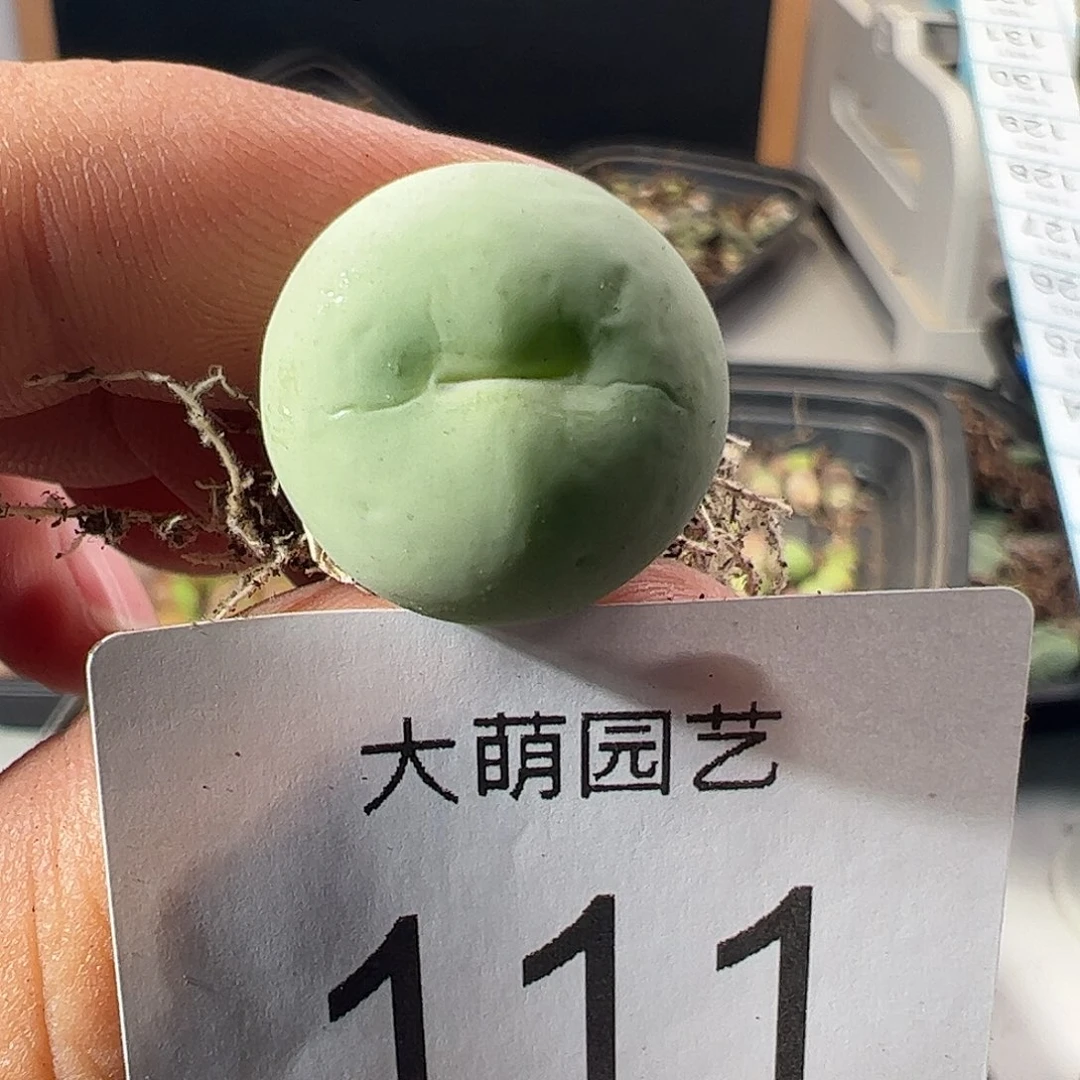 一物一拍。          111