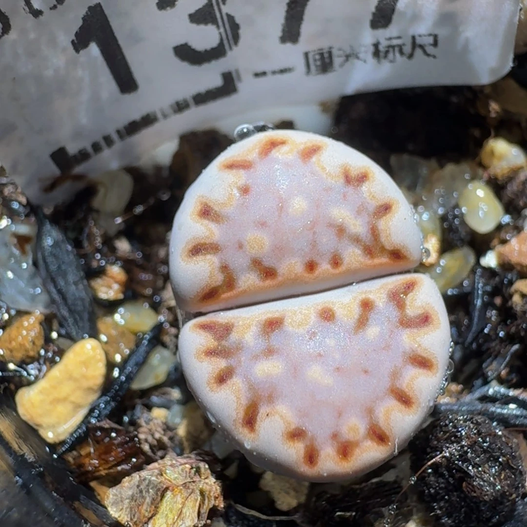 zzzz生石花肉锥1377