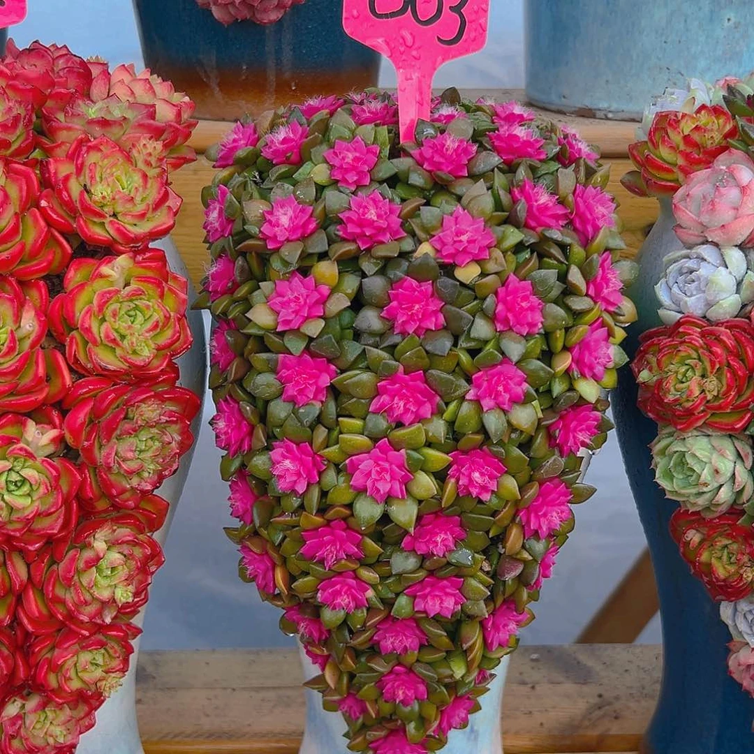 003紫心多肉组合