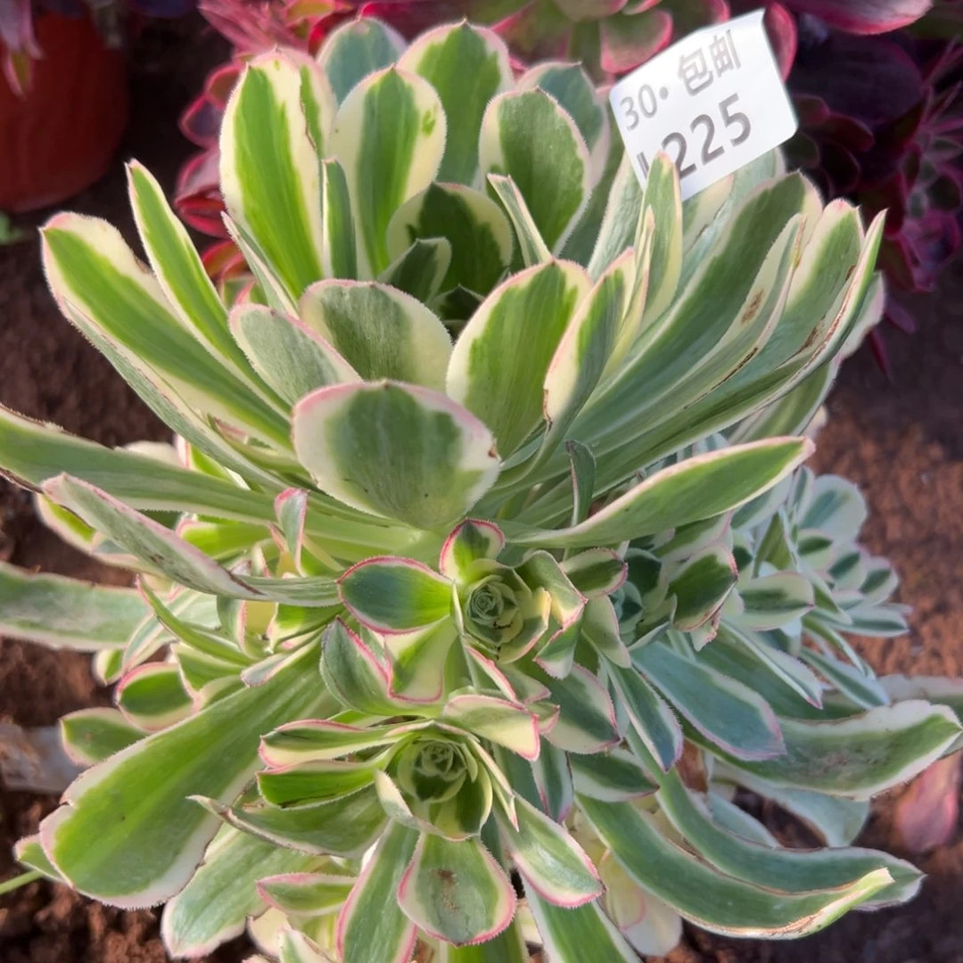 225白兰地满20包邮，