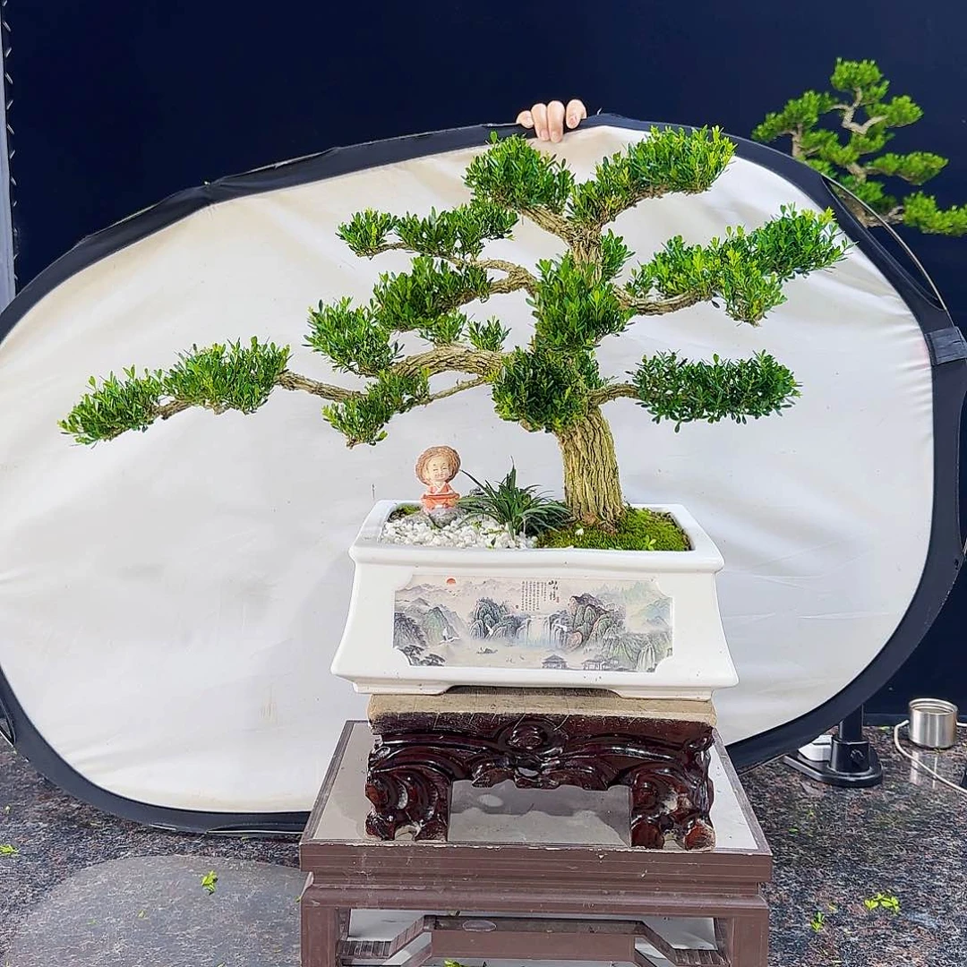 无花朵高端黄杨盆景艺术