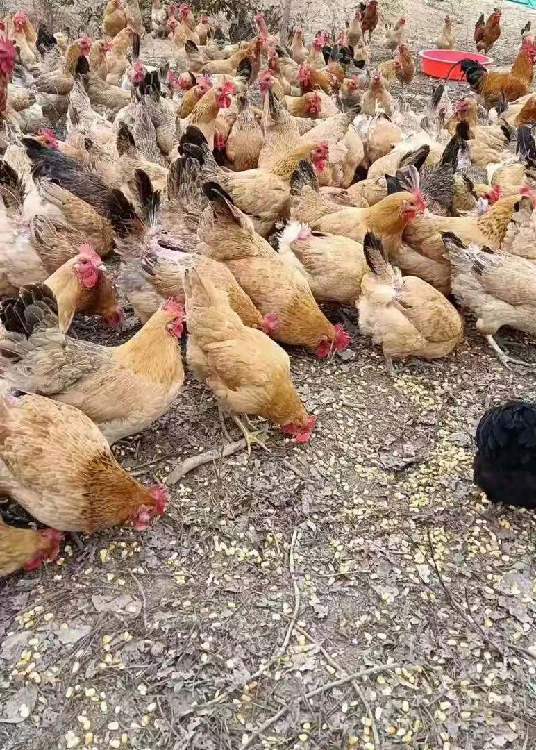 【小张助农】3年多农家散养老母鸡煲汤鲜