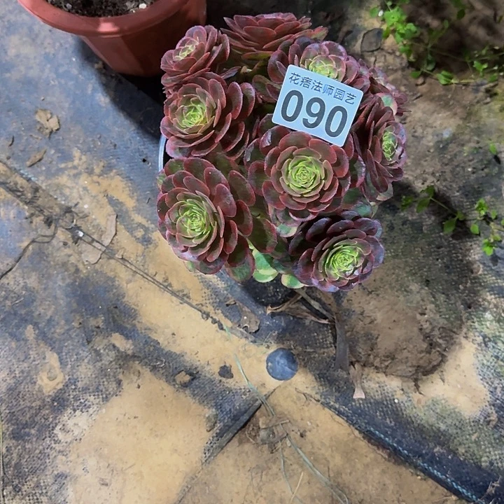 火狐09000000000