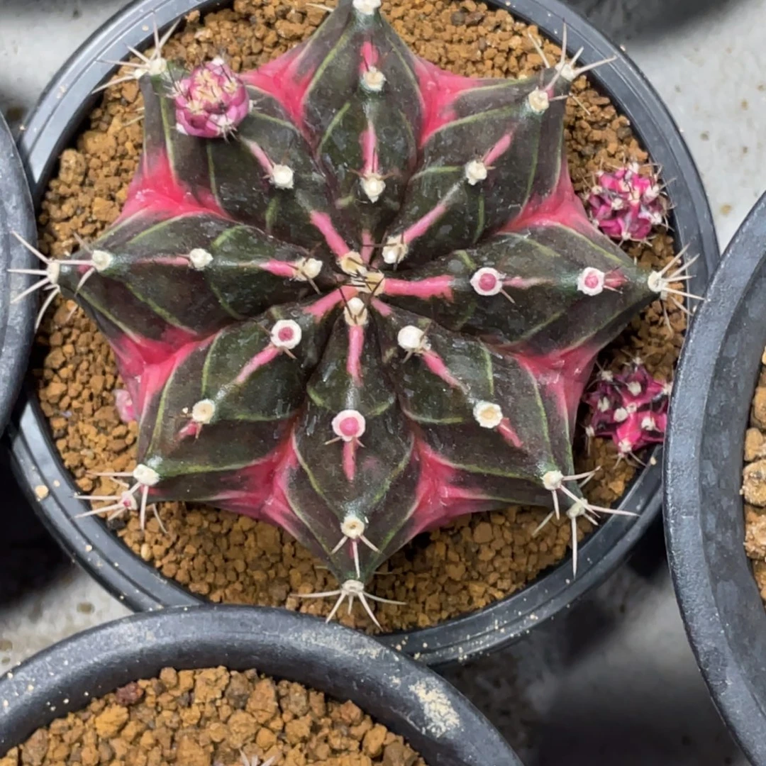 当前无花朵，栽培后可花朵红臀棱背锦