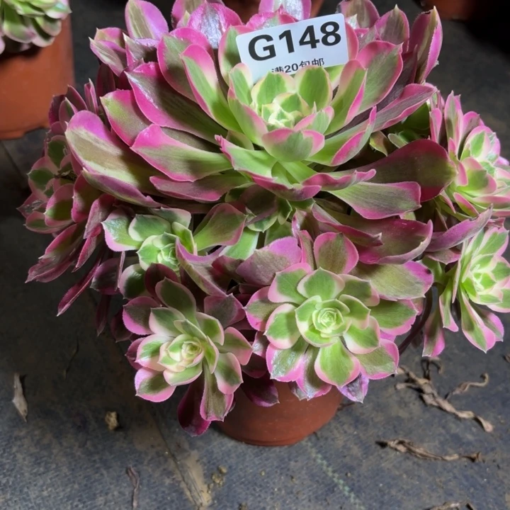 瑞妈。。。。。148夜罗刹