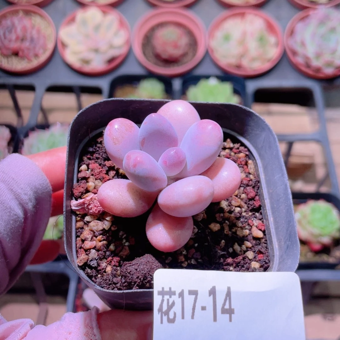 花利美17-14桃蛋单头