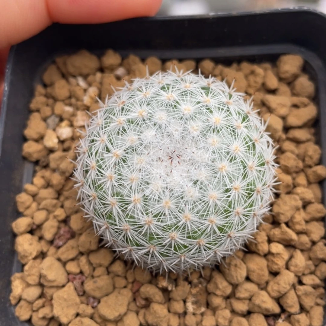 穴原希望丸        实生根