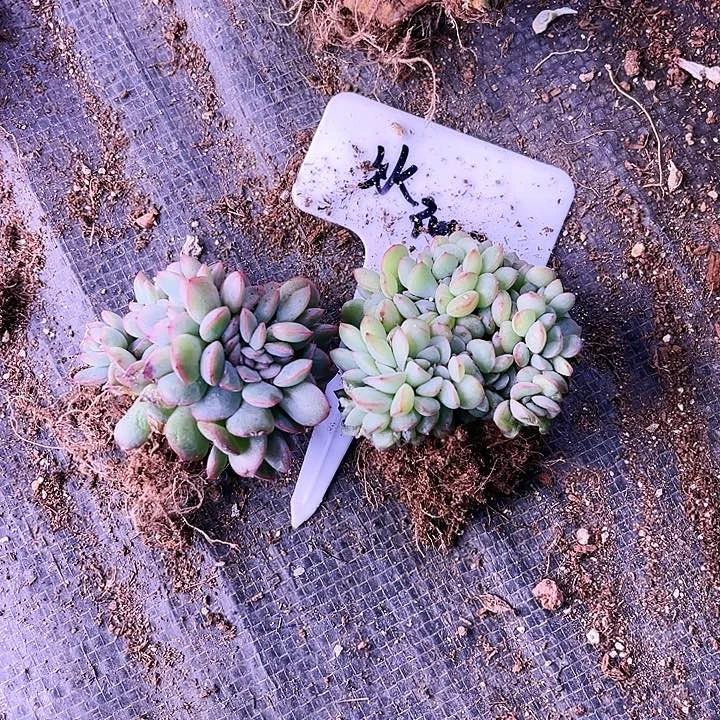 冰*雨我是第一百个为妖刀应援的阴阳