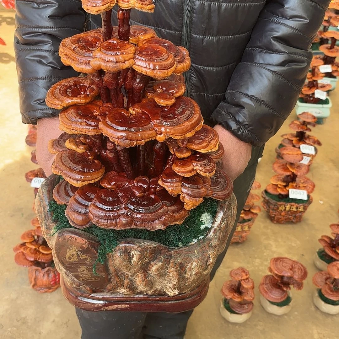 无花朵灵芝是我国著名植物