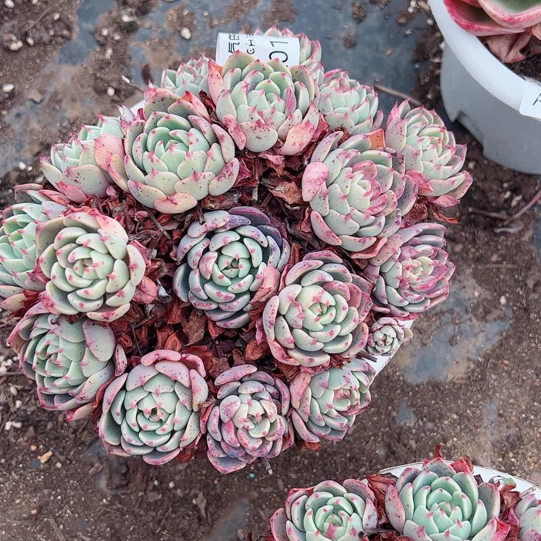 娜娜小勾手捧老桩