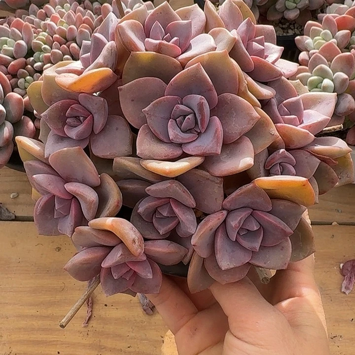 彩虹糖头肉植物的生长