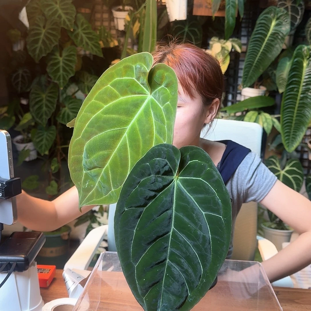 法***猫完全开放一物一拍L22