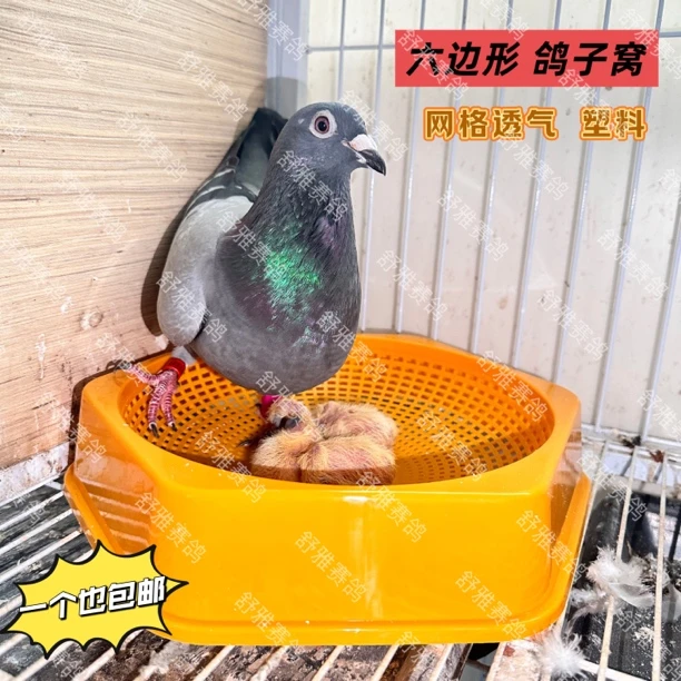 鸽子窝加大六边形塑料信鸽赛鸽观赏鸽新款鸽子窝鸽蛋窝巢盆鸟窝