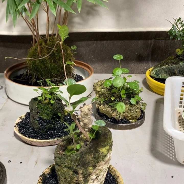 风***过无花朵一物一拍214
