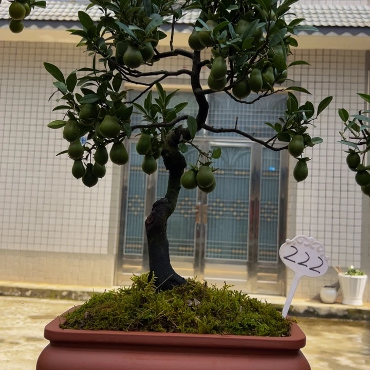 无花朵金弹子盆景一物一拍