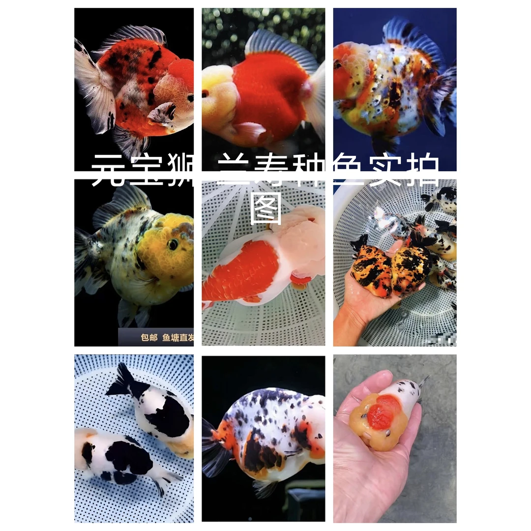 金鱼水花鱼苗元宝狮兰寿水花 鱼苗针苗鱼场直达多品种包邮包活