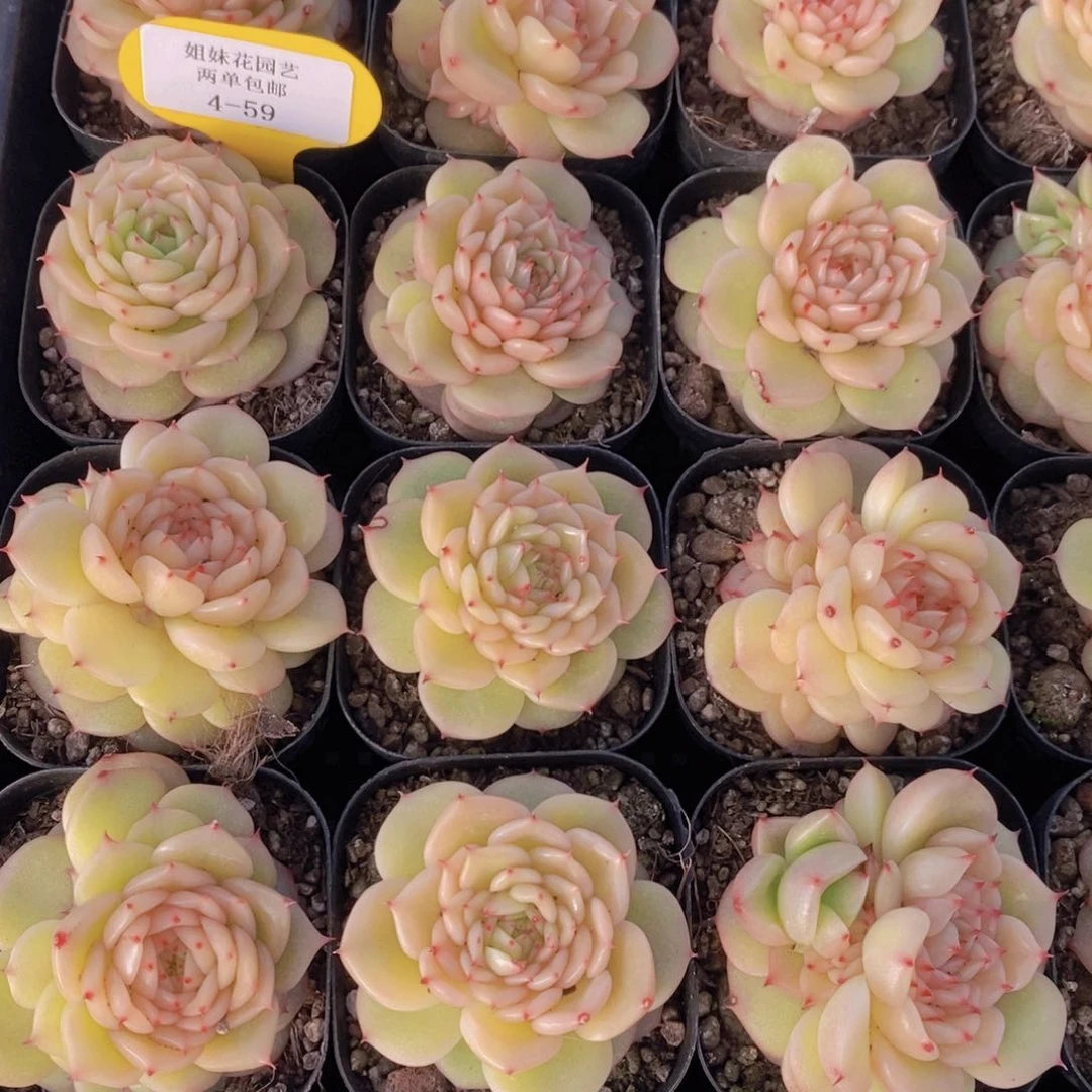 4-59-精品玉玲珑单头一个