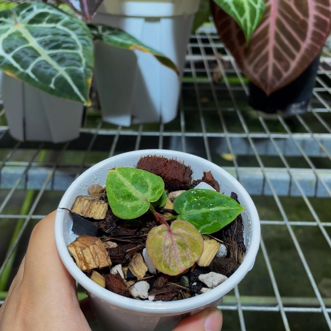 完全开放粉红抹茶2.0