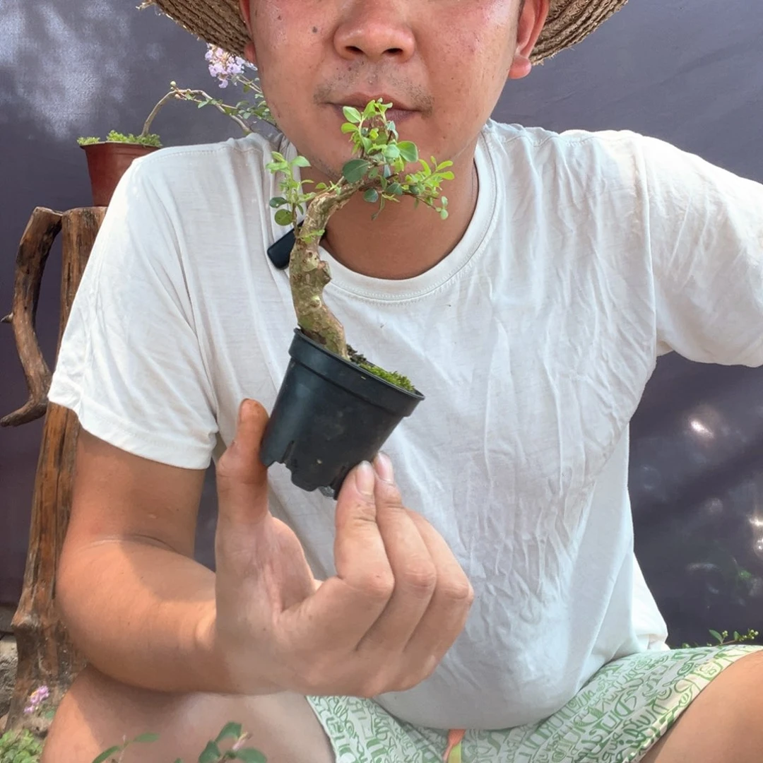 无花朵紫薇百日红紫薇