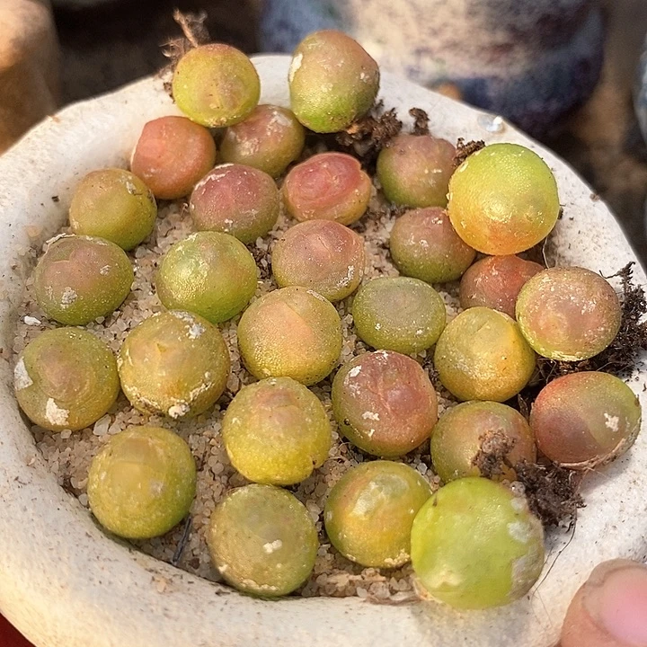 4500紫皮拉登一颗