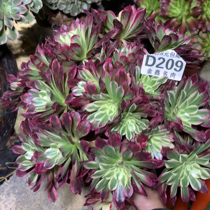 209多肉植物一物一拍