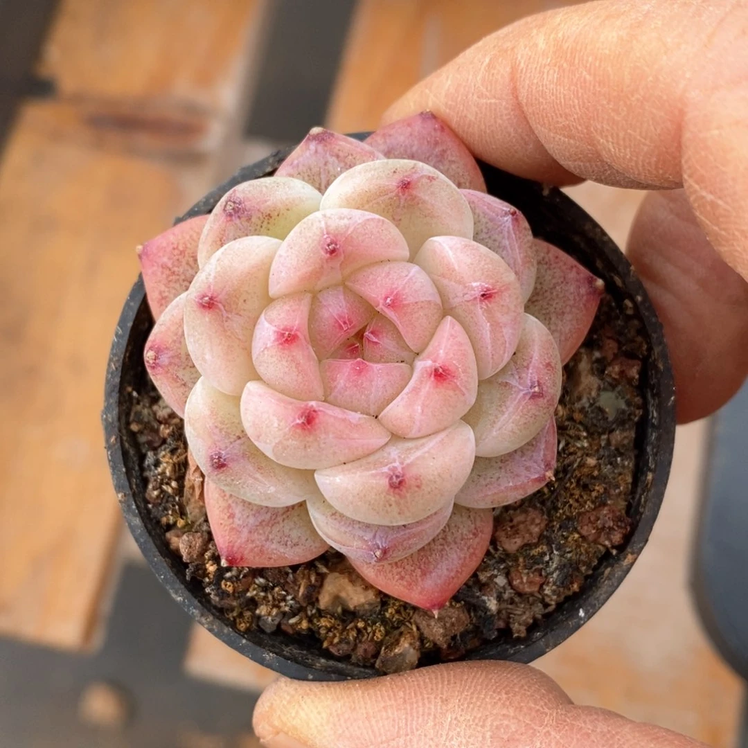 精品多肉一物一拍不包整718