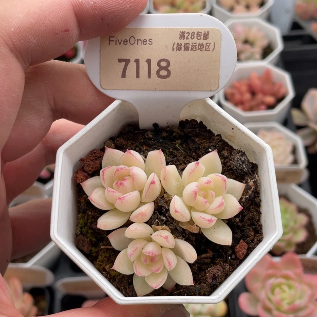 边线女王7118-5.5厘米