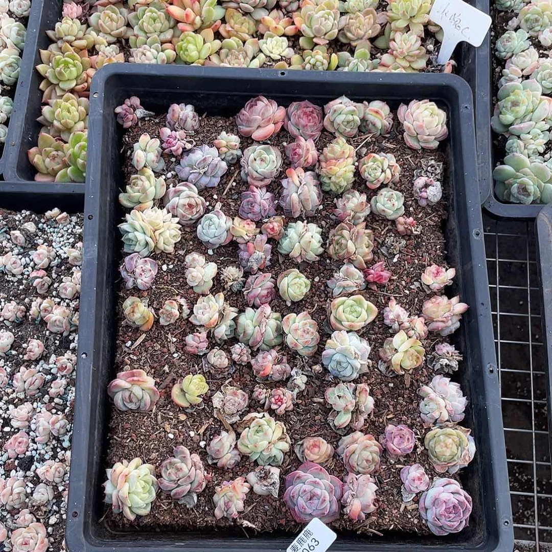 天***师063。 定。