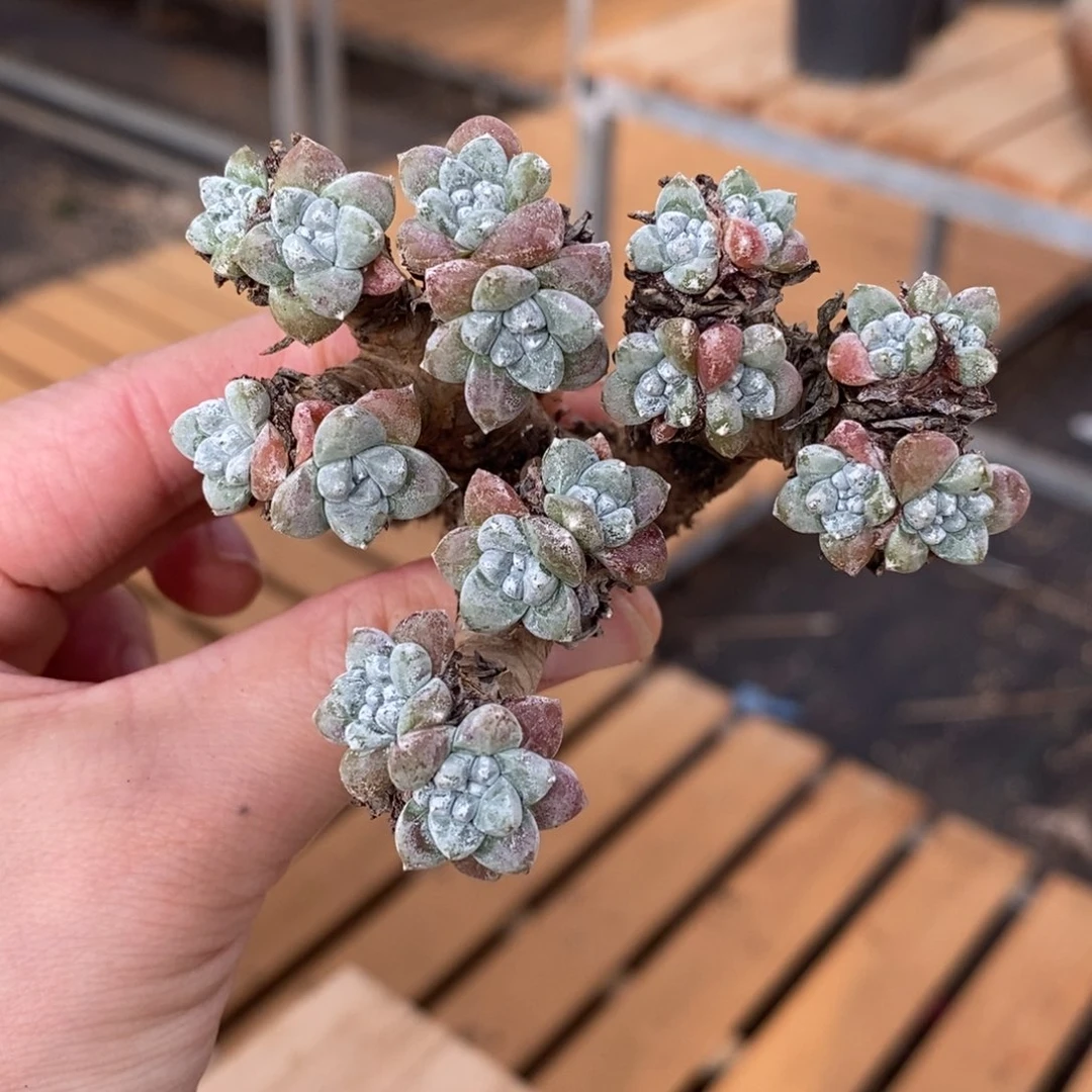 18头正版格诺马包邮非偏