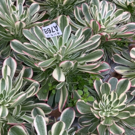 768孔雀翎不包断枝