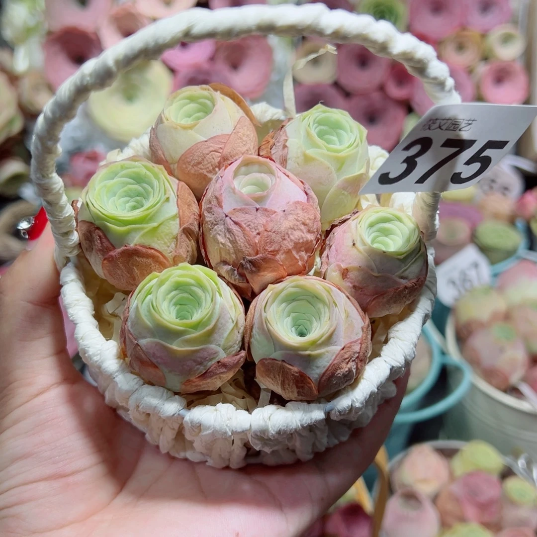 小***妮375水蜜桃一篮组合。