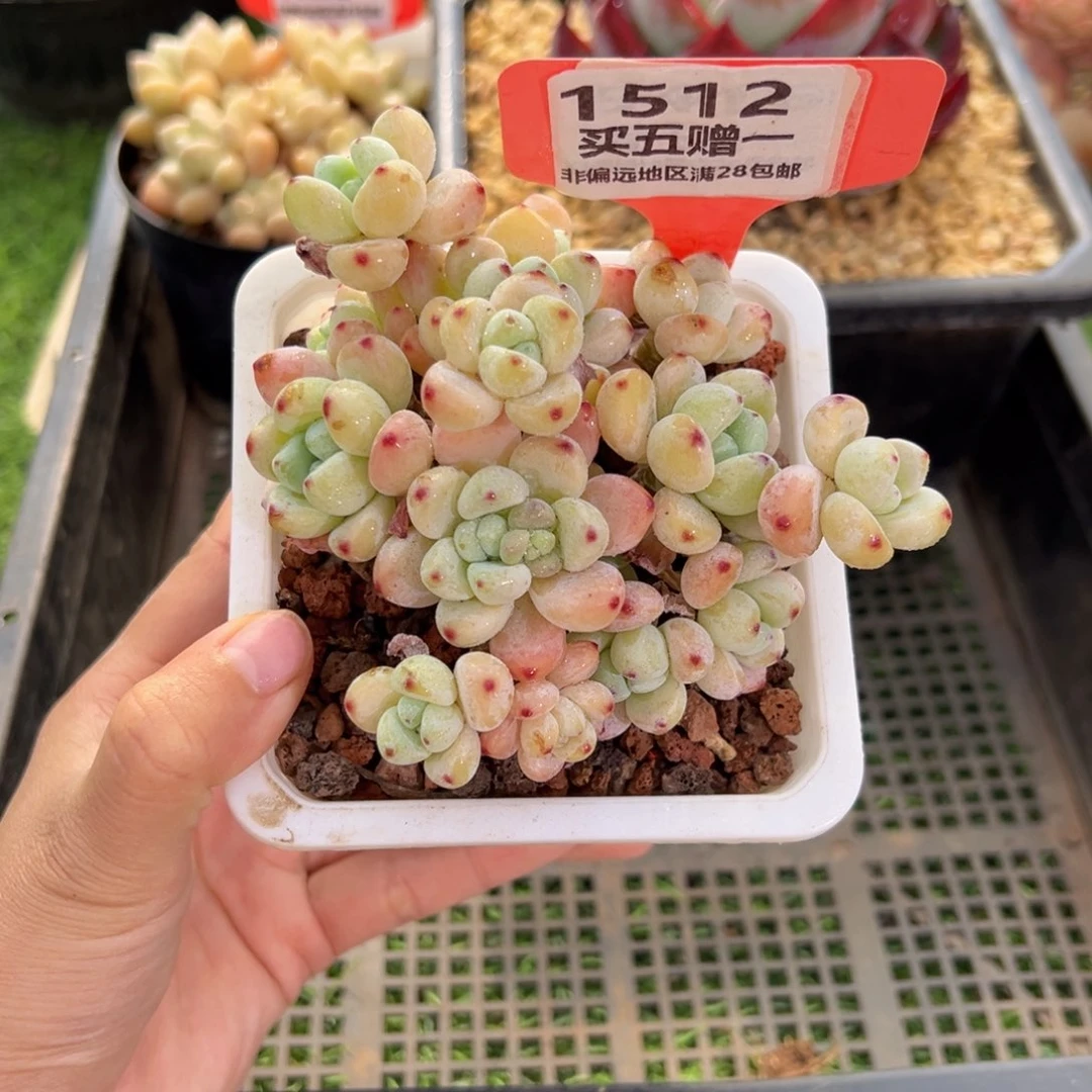 表妹精品多肉1512.