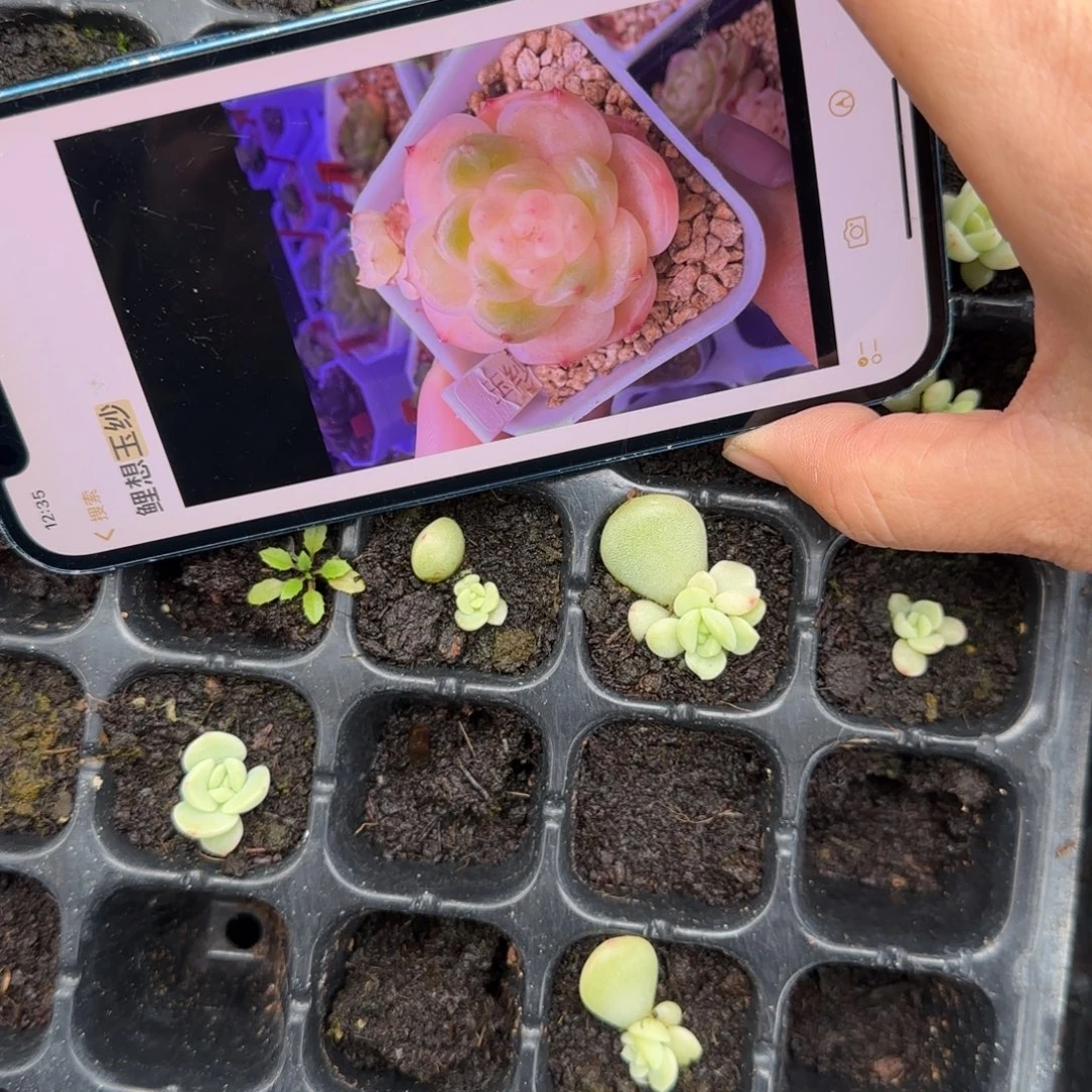 玉纱穴一个满25包邮