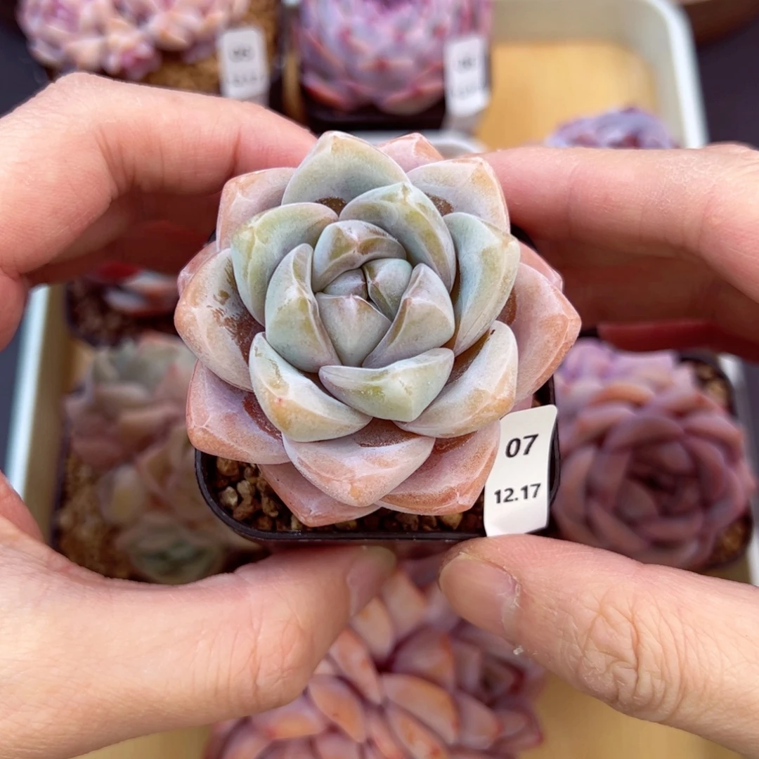 好好看07、哈哈哈哈