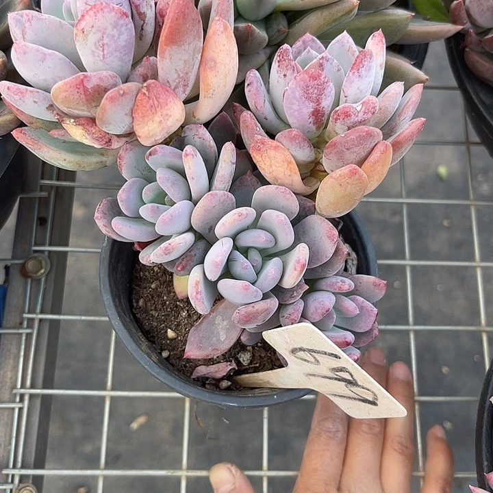 两单包邮，一物一拍699灰姑家