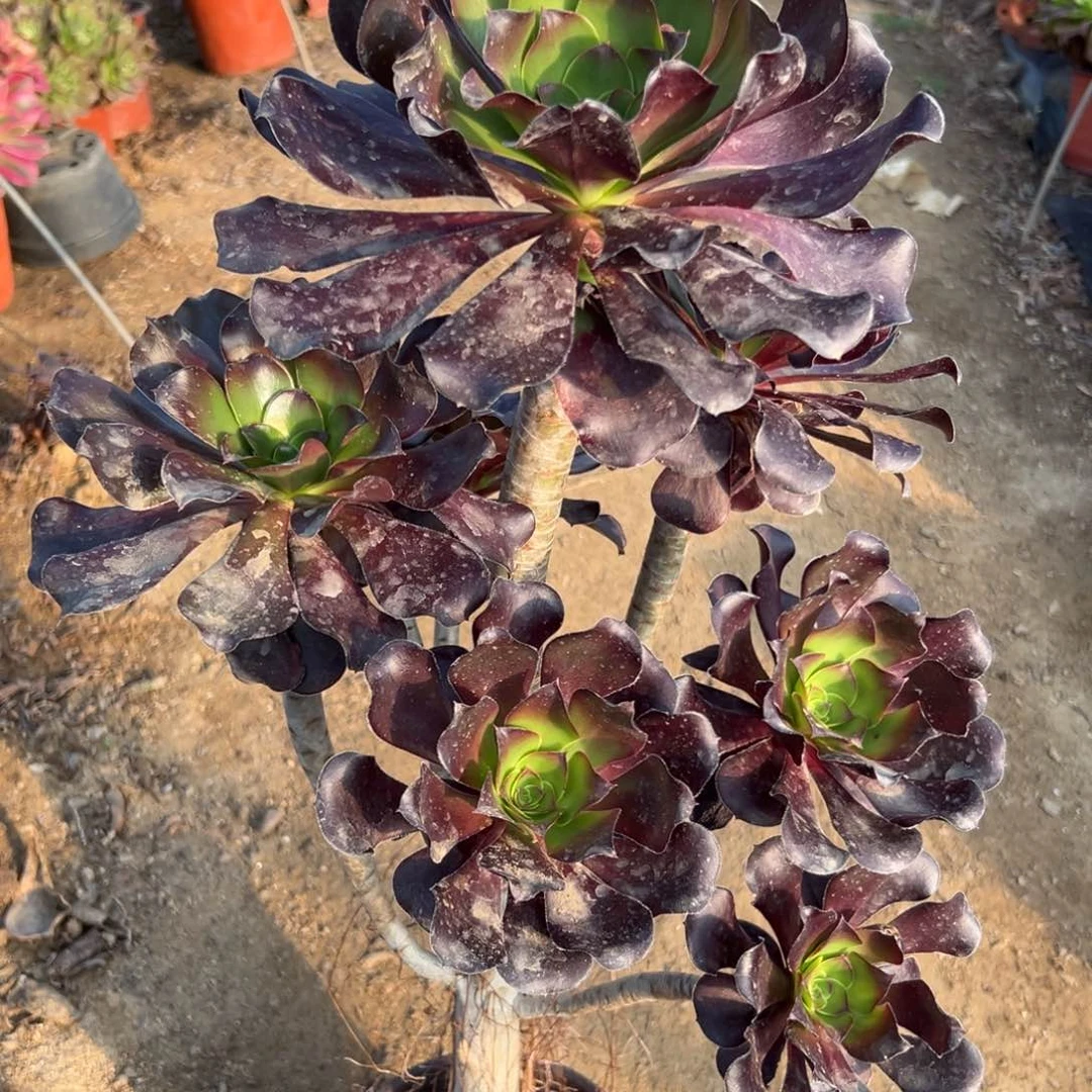 多肉植物植物中央音乐学院