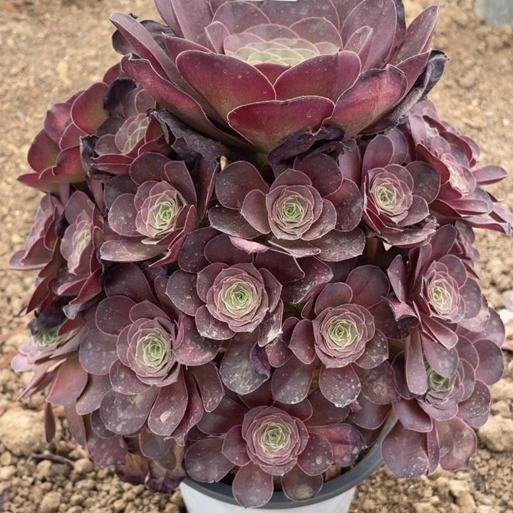 947多肉植物魅金玫瑰