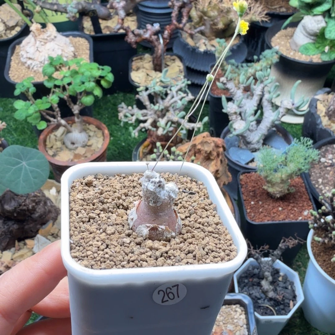 是***吖恩特美267(派马厚墩菊)