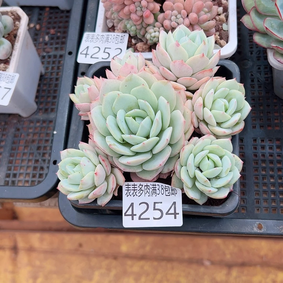无花朵多肉一物一拍植物4254