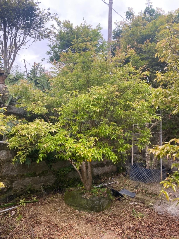 沙巴一物一拍苗木