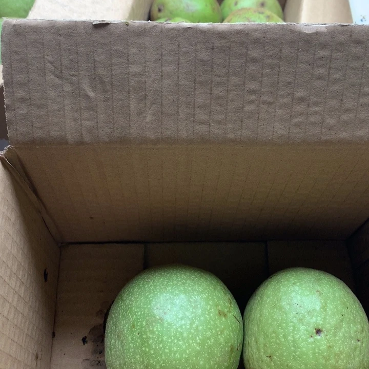 文玩核桃吊坠青皮霸王龙大果，一对不退不换