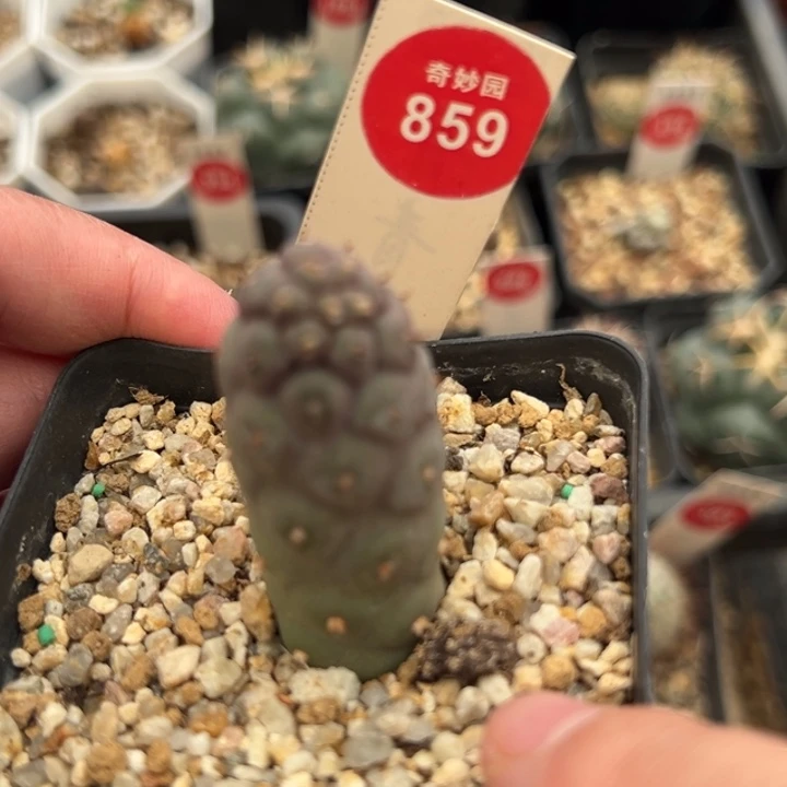 实生习志野2cm一棵仙人球