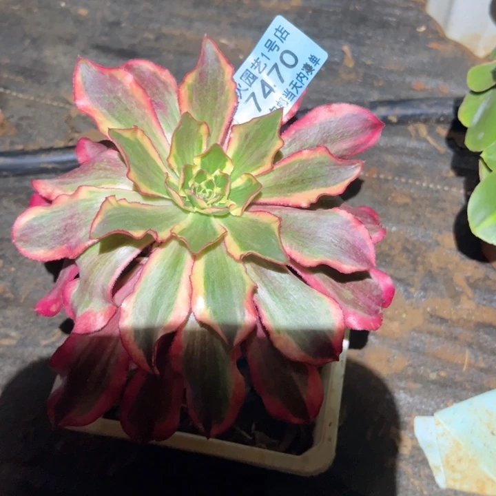 魅影7470多肉植物