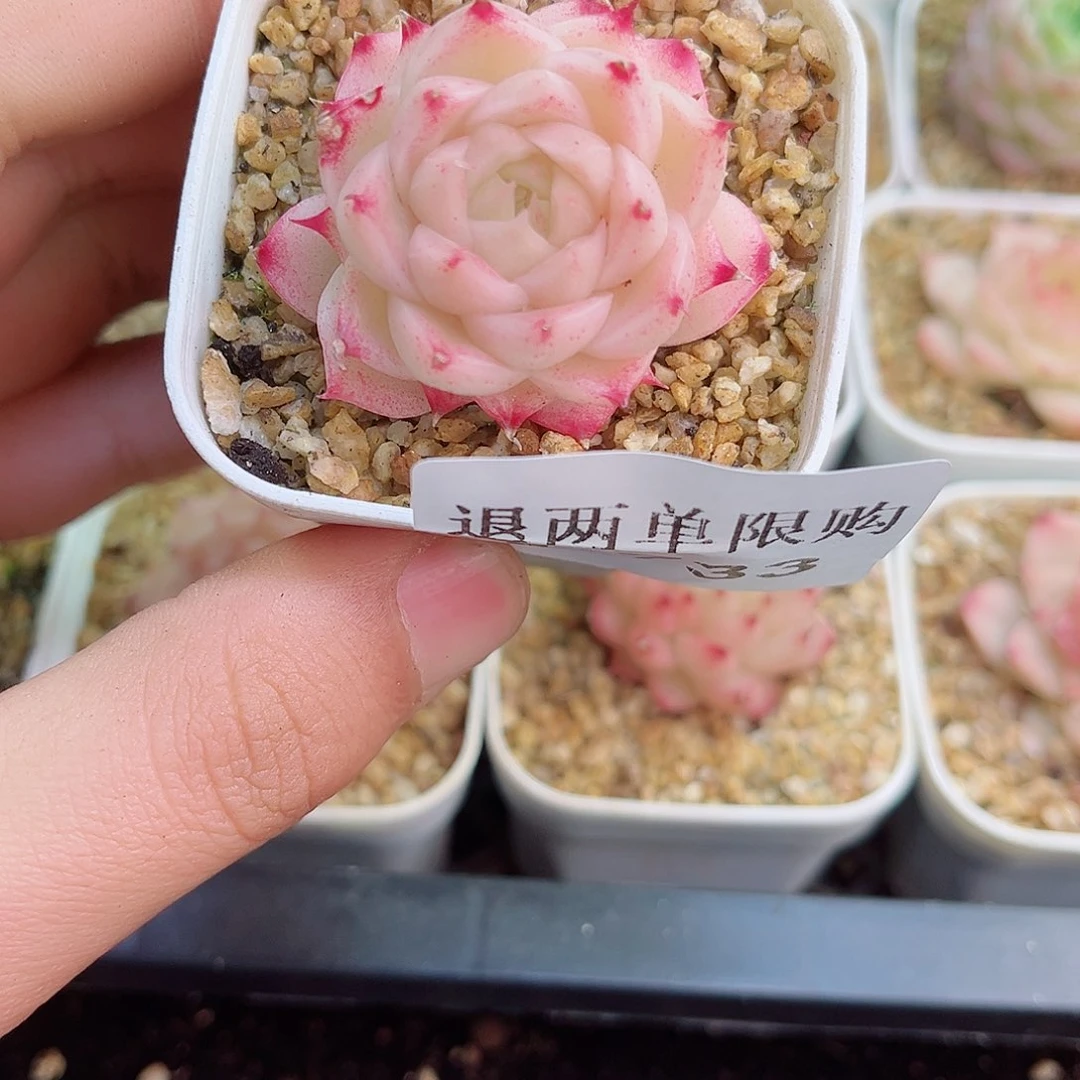 1-733 新疆西藏内蒙不发12.8包邮2-3公分多肉